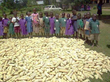 Maize harvest Maize harvest