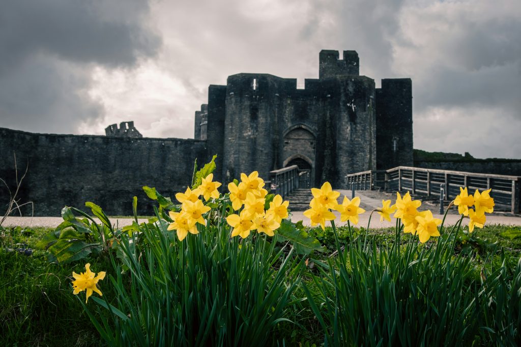 Photo of Daffodils in Wales by Erik Cooper on Unsplash Photo of Daffodils in Wales by Erik Cooper on Unsplash