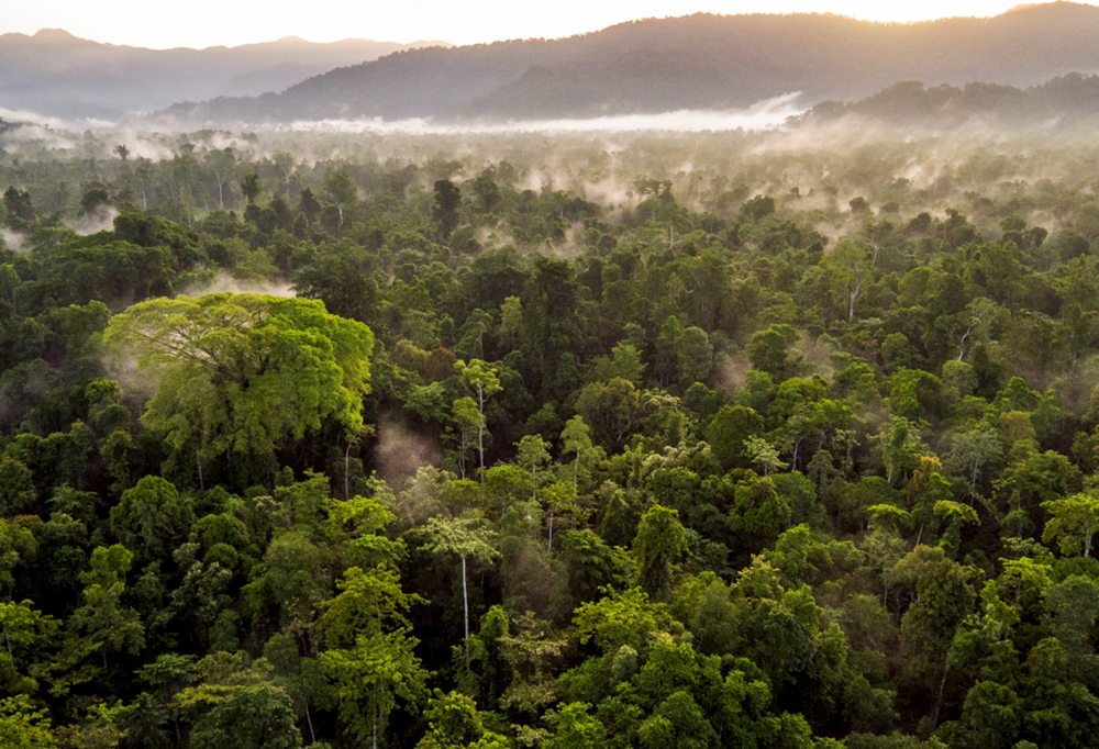 canopy_photo