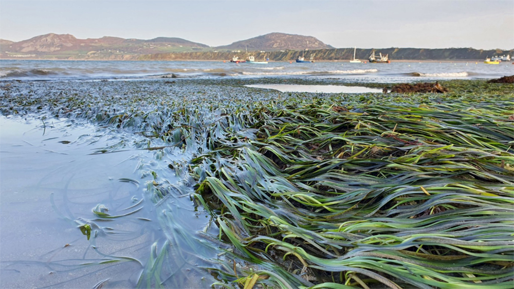 seagrass_photo